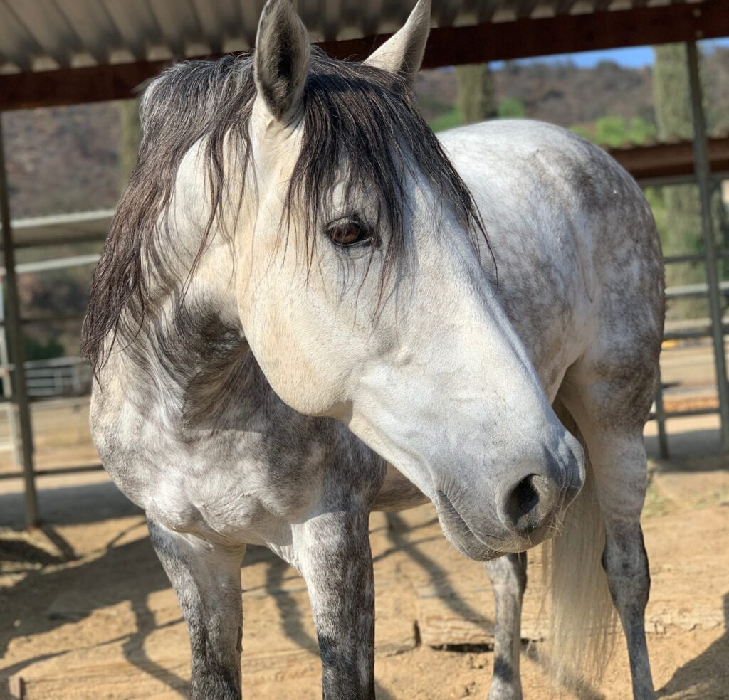 Ghost, Wild Beauty Foundation Ambassador Horse