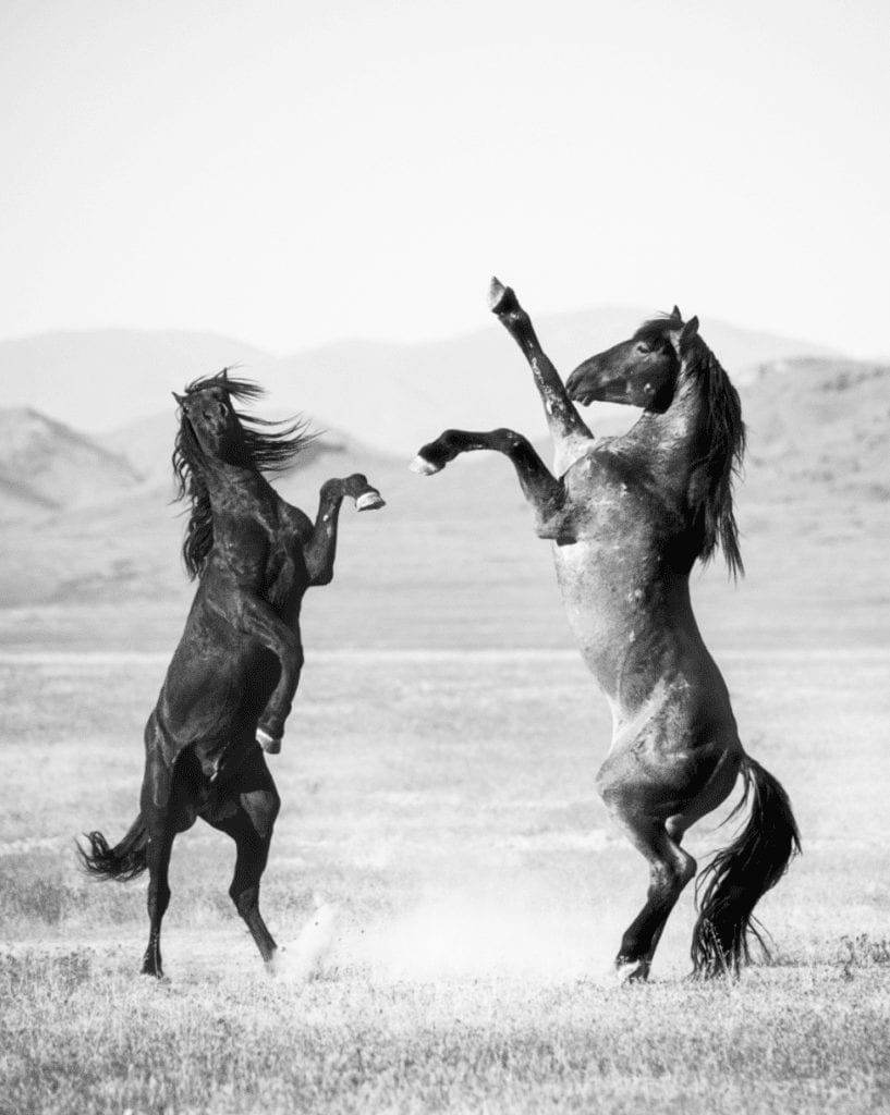 Two horses