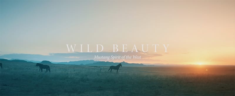 Wild Beauty Screenshot