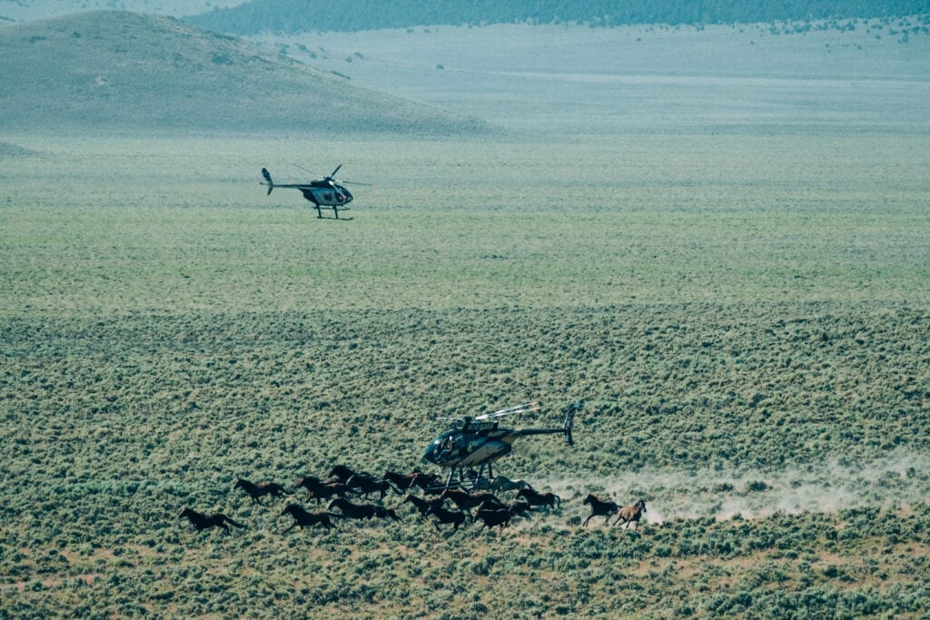 Two helicopters chasing the herd in 2019 during the Triple B Roundup in Nevada, from our upcoming WILD BEAUTY documentary.