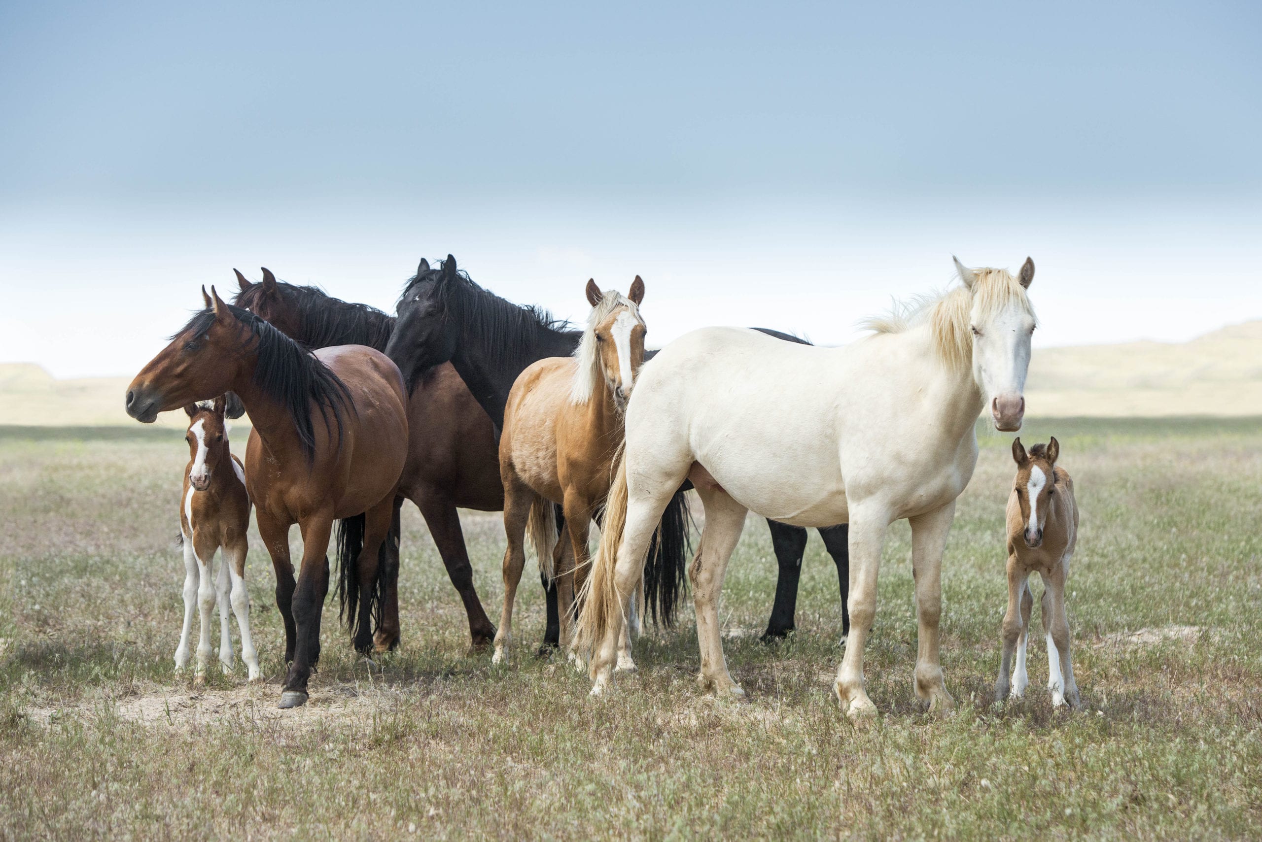 Herd of horses