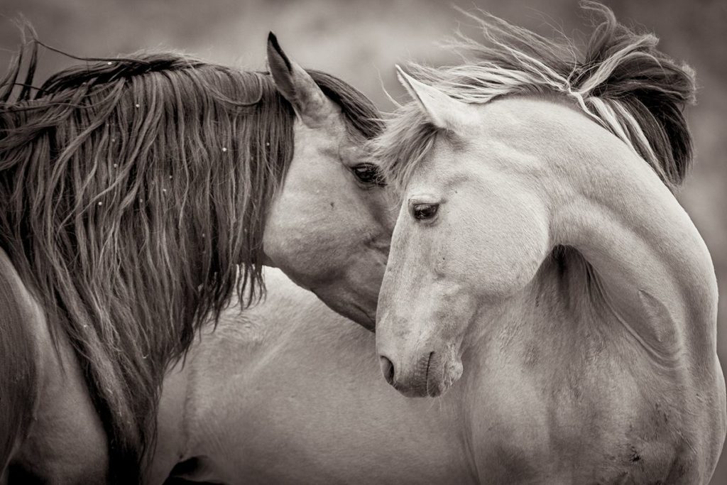 A Black and White Portrait of Two Wild Horses by Kimerlee Curyl