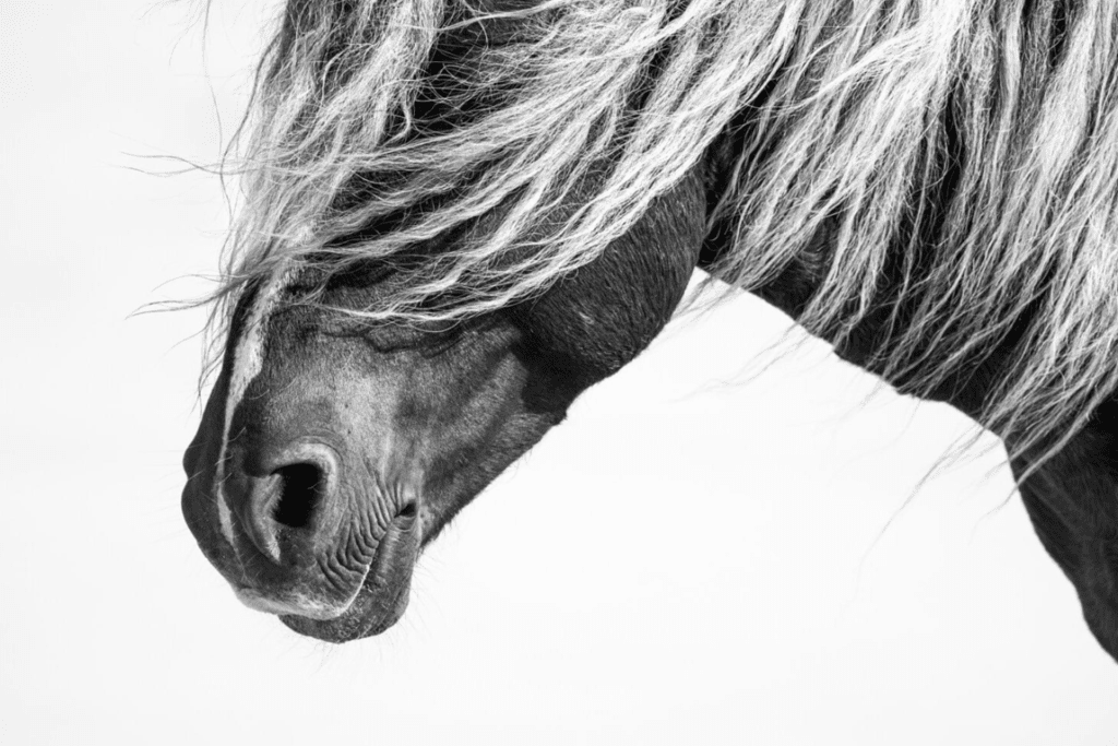 A Photo of a Wild Horse's Muzzle Taken by Sandy Sharkey