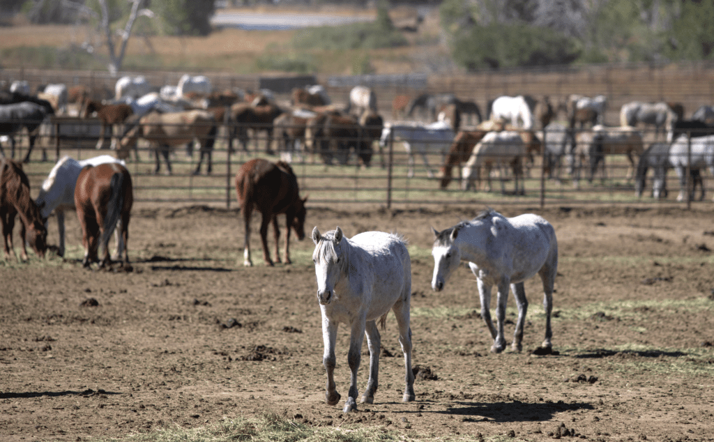 Wild horses at the East Cañon Correctional Complex on Wednesday, October 13, 2021, in Frisco. (Hugh Carey, The Colorado Sun)