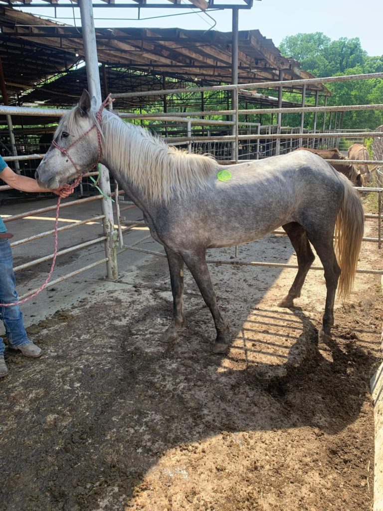 A Photo of "Wishes", a New WBF Rescue, in a Louisiana Kill Pen