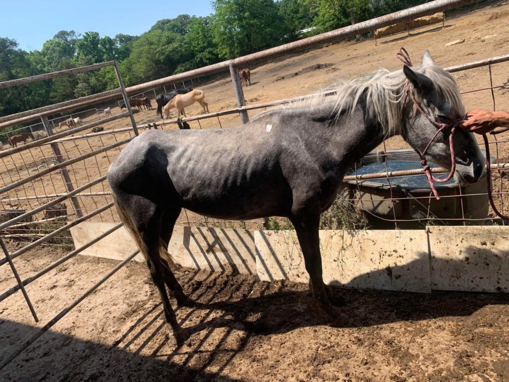 A Photo of "Wishes", a New WBF Rescue, in a Louisiana Kill Pen