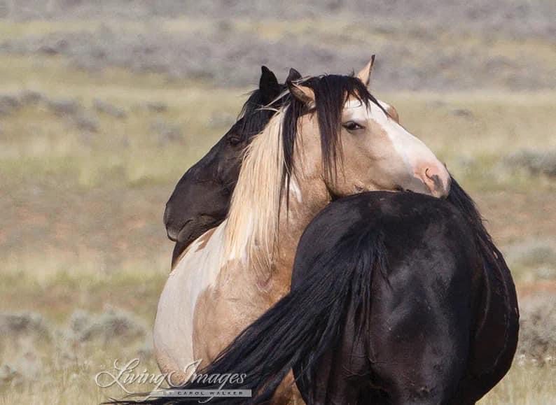 Two Wild Horses Embrace Each Other by Carol Walker