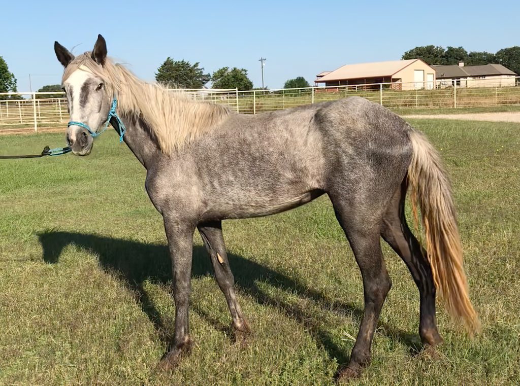 WBF's Most Recent Rescue Horse, Wishes, at her Rehabilitation Facility in Texas