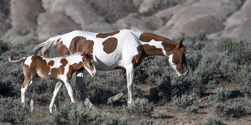 A Wild Bay Pinto Mare and Foal 