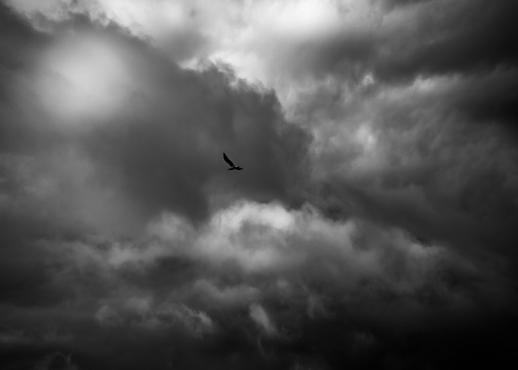 An Eagle Against a Dark Storm Cloud