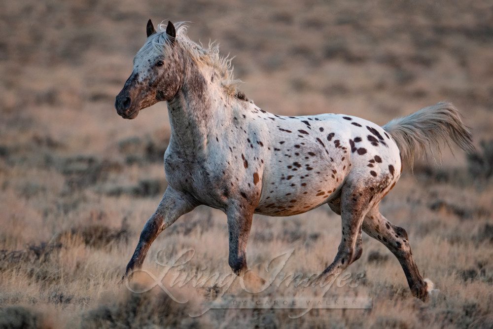 An Appaloosa Wild Horse Runs Free in a photo by Carol Walker