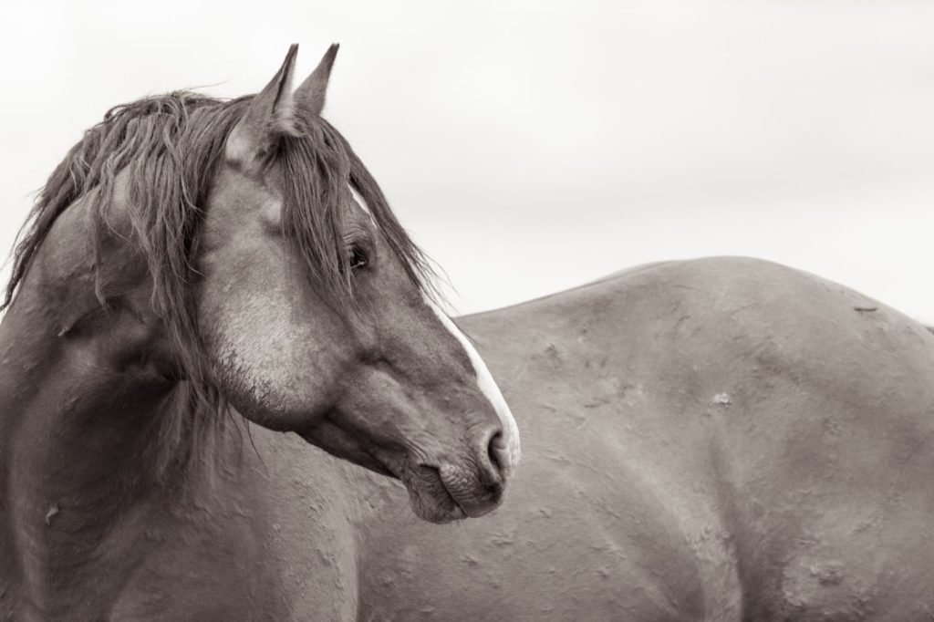 A Wild Horse Looks Over Its Shoulder in a Photo by Kimerlee Curyl