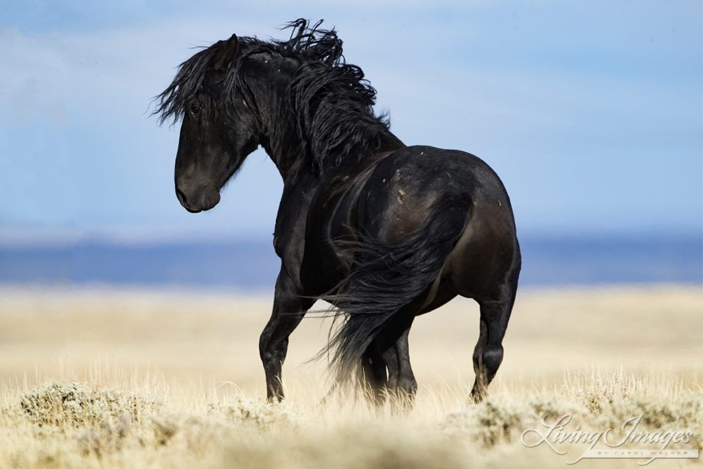 A Black Stallion Kicking Up His Heels by Carol Walker