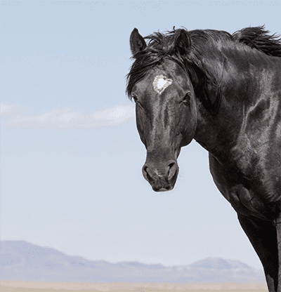 A Headshot of a Black Wild Horse with a Large Star by Chad Hanson