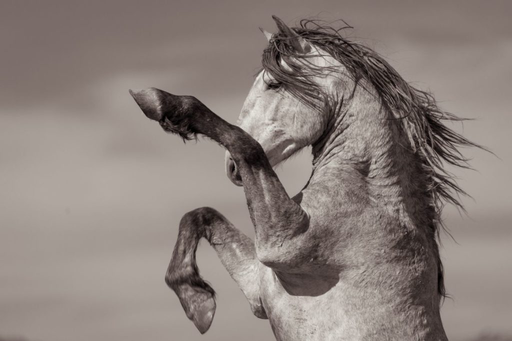 A Wild Horse Kicking Up His Feet by Kimerlee Curyl