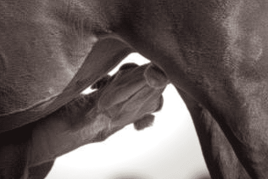 A Suckling Foal by Kimerlee Curyl