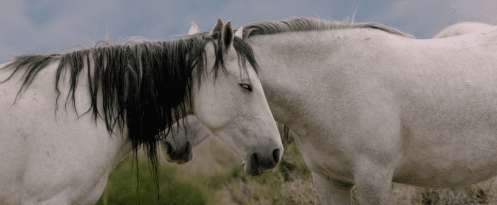 A still frame from our upcoming documentary WILD BEAUTY: Mustang Spirit of the West.