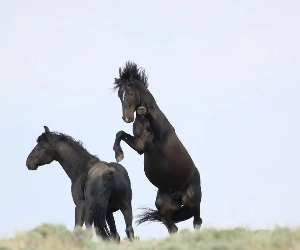 Two Wild Horses Battle Atop a Cliff in a Photograph by Chad Hanson