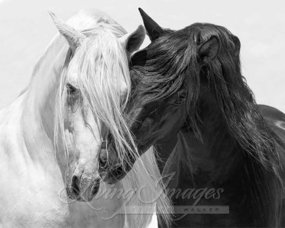 Two Horses Stand Close in a Photo by Carol Walker