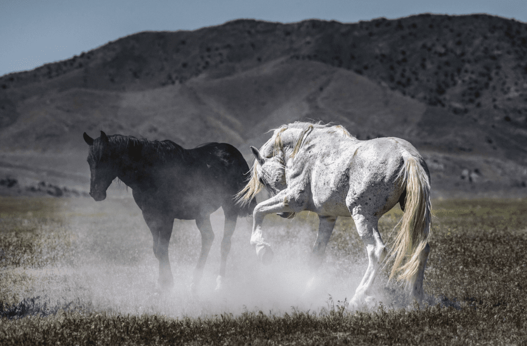 Two Wild Horses Kick Up Dust in a Photo by Sandy Sharkey