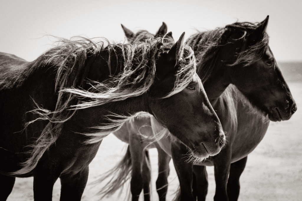 Three Wild Horses Let their Manes Blow in the Breeze Photographed by Sandy Sharkey