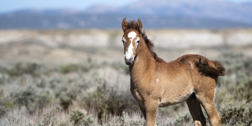 A Wild Foal Stands Proudly on the Range