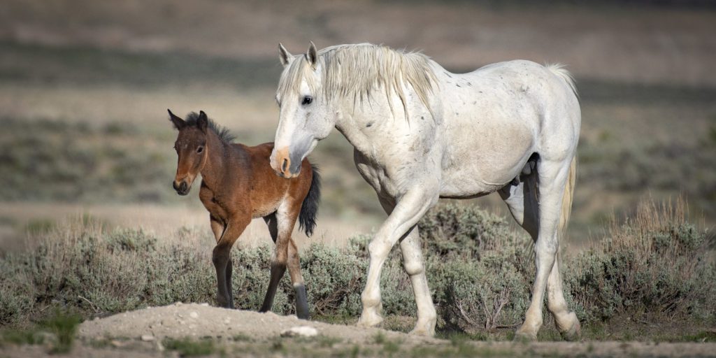 A Wild Mare Walks Across the Range with her Small Foal by Sandy Sharkey