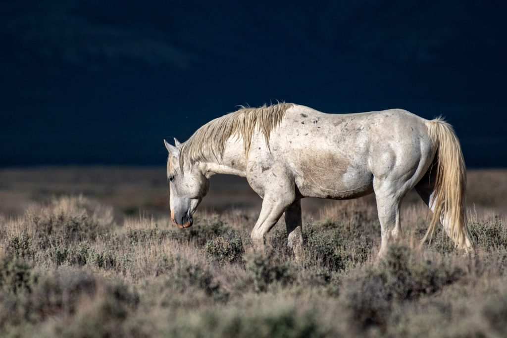 A White Wild Horse with Battle Scars Walks Alone on the Range by Sandy Sharkey