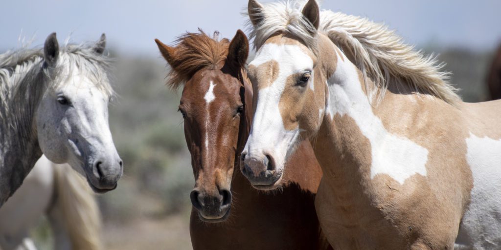 Three Wild Horses Stand Together in a photo by Sandy Sharkey