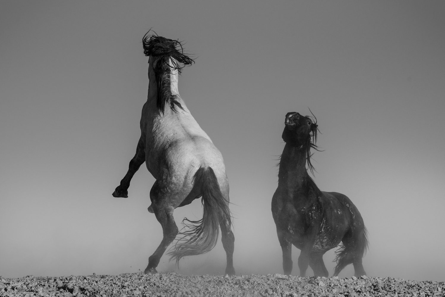 Sandy Sharkey's Photograph of Two Wild Horses Having a Duel