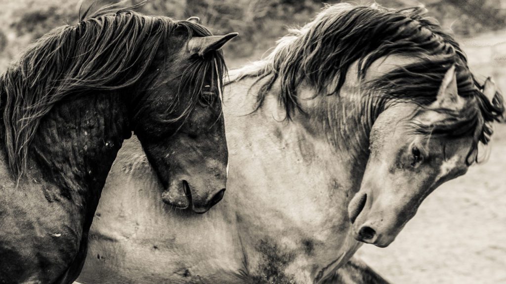 A Black and White Photo of Two Wild Horses by Sandy Sharkey