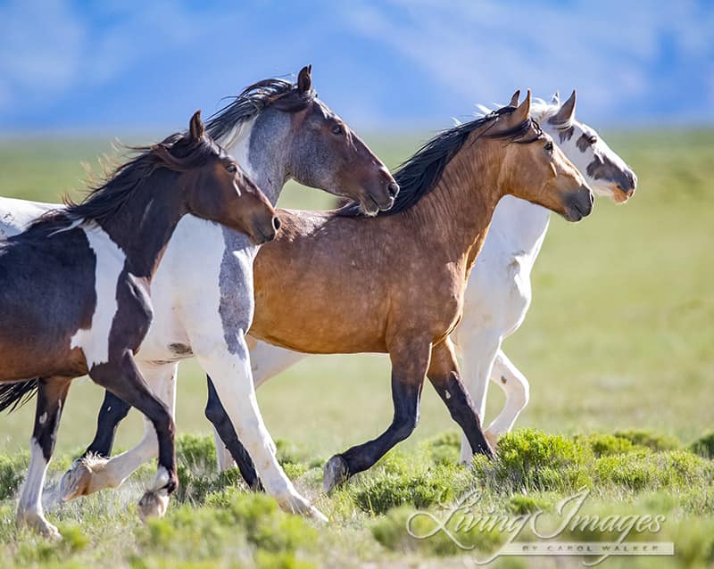 Four Wild Horses of Varying Colors Run Free in a Colorful Image by Carol Walker