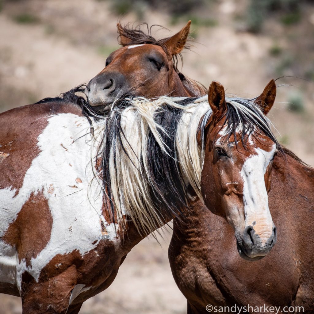 A Wild Horse Rests its Chin Atop Another's Neck in a Photo by Sandy Sharkey