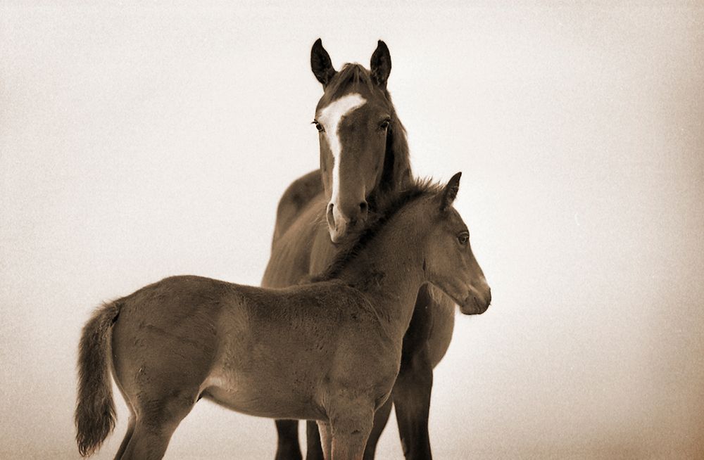 A Photo of a Wild Mare and Foal Taken by Carol Walker