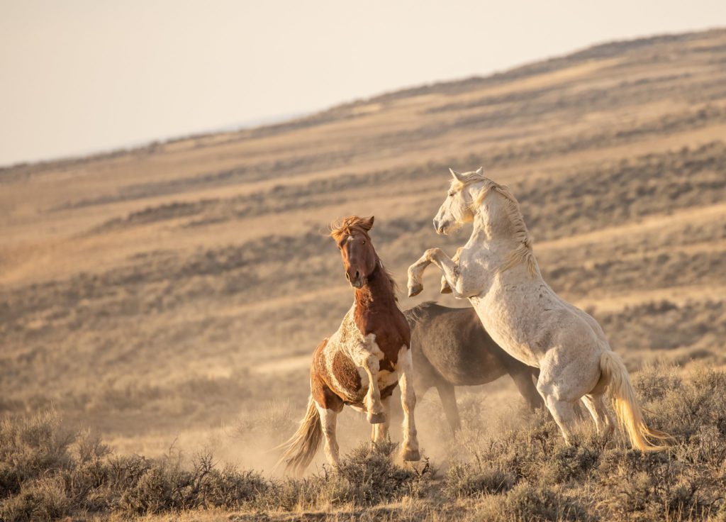 Three Wild Horses Battle on a Cliff Side by Chad Hanson