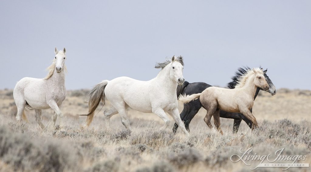 A Herd of Dilute Mustangs Runs Free in a Photo by Carol Walker