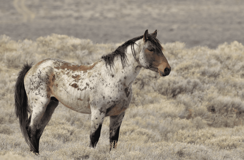 A Bay Roan Stallion Stands Proud in a Photo by Chad Hanson