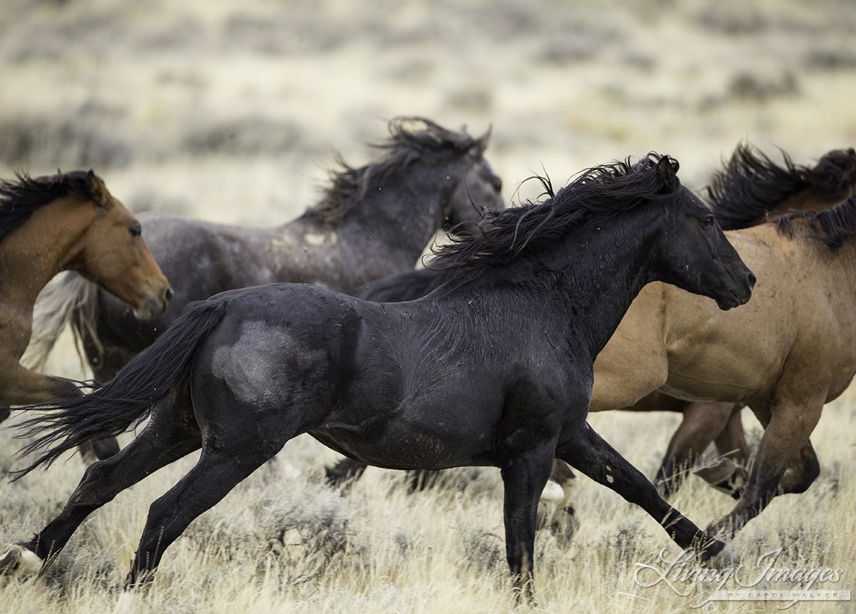 A Galloping Herd of Wild Horses in a Photo Taken by Carol Walker