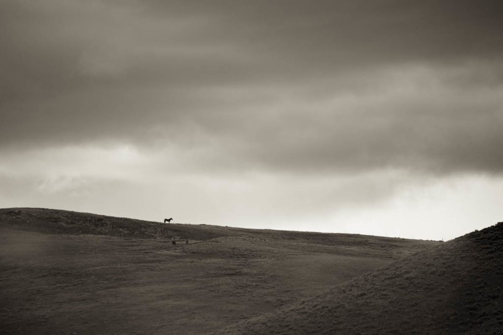 A Distant Image of a Single Wild Horse on the Horizon