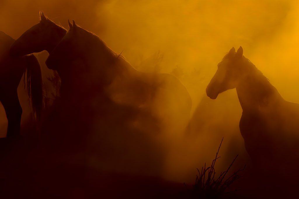 The Sand Wash Basin herd under a molten sunset from our upcoming WILD BEAUTY documentary