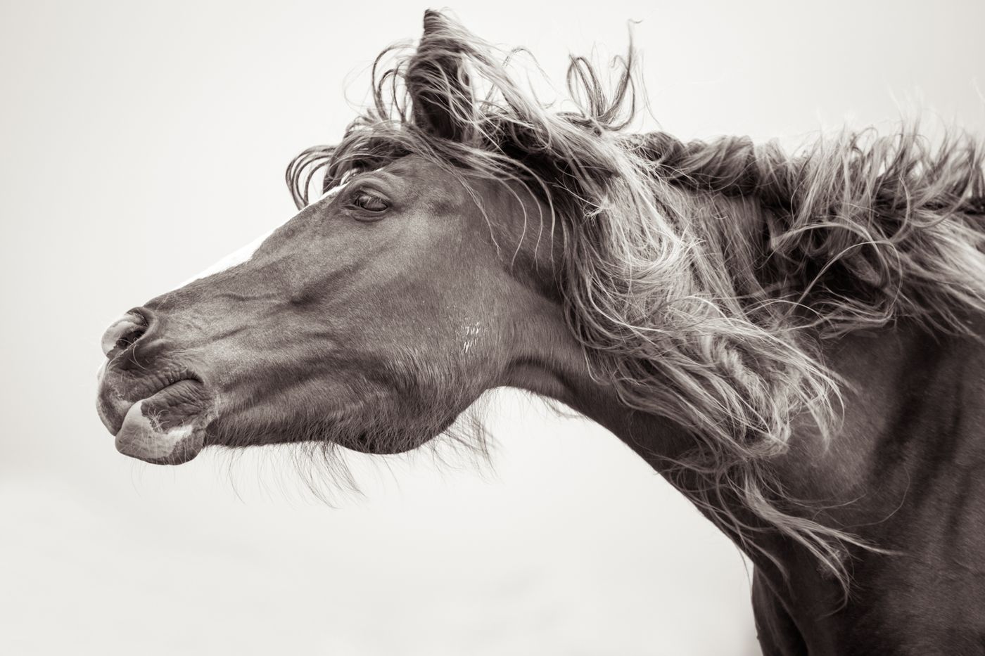 A Wild Mustang Shakes its Mane Out in a Photo by Kimerlee Curyl