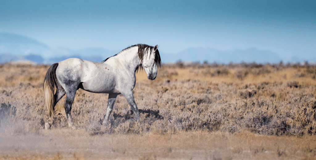 A Grey Wild Horse Walks Across the Range in a Photo by Sandy Sharkey