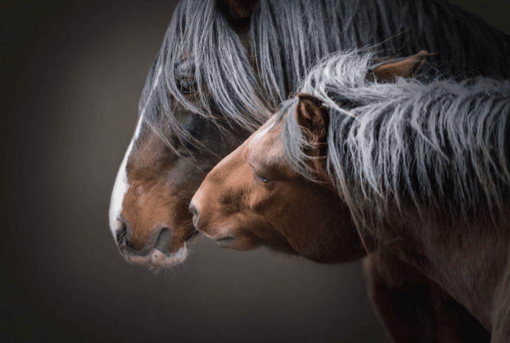 A Horse Reaches Out to Smell Another in a Photo by Sandy Sharkey