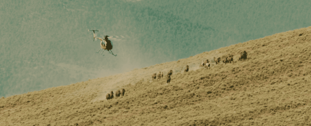 A Helicopter Descends on a Herd in a still from our upcoming WILD BEAUTY documentary