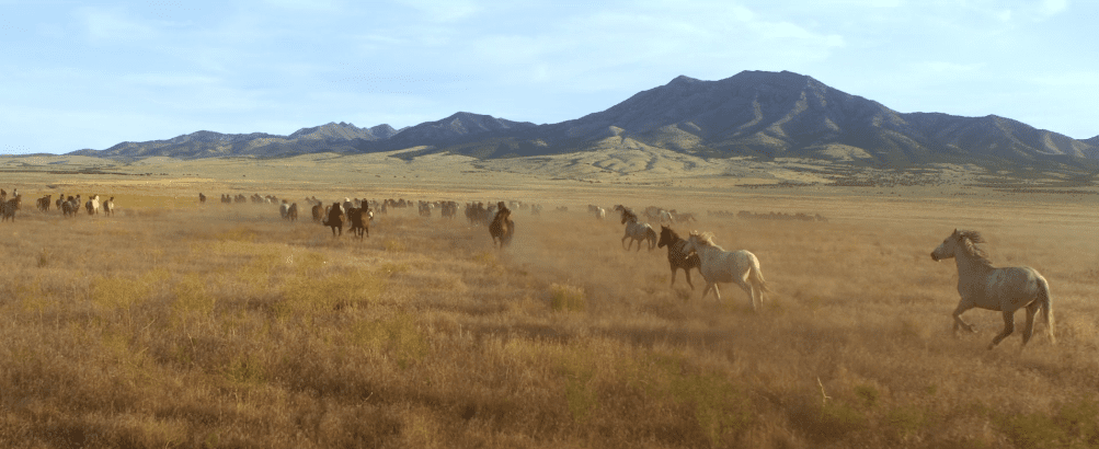 Wild horses run free in our upcoming WILD BEAUTY documentary