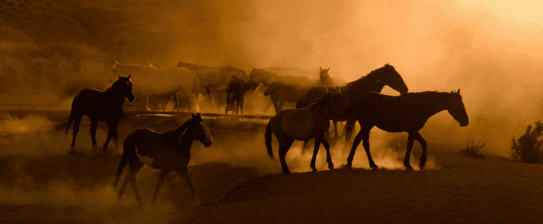 Wild horses kick up dust in Sand Wash Basin, Colorado from our upcoming WILD BEAUTY documentary