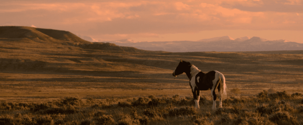 A stallion stands under the sunset in our upcoming WILD BEAUTY documentary