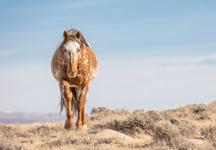 A Wild Horse Walks Toward the Camera in a Photo by Chad Hanson