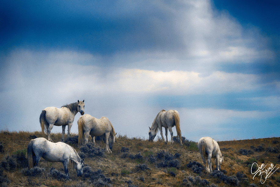A Herd of Grey Horses Grazes on Top of a Hill in a Photo by Jim Brown