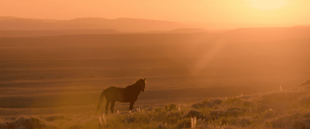 A mustang glimmering in the late afternoon sun from our upcoming WILD BEAUTY documentary